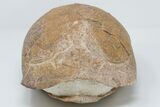Inflated Fossil Tortoise (Stylemys) - South Dakota #197385-5